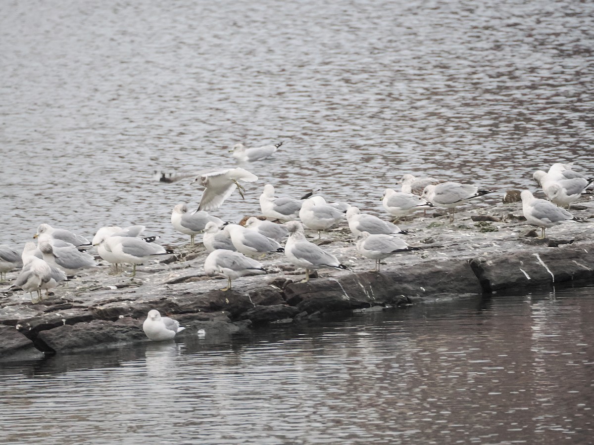Short-billed Gull - ML629403954