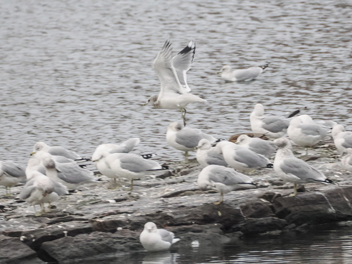 Short-billed Gull - ML629403984