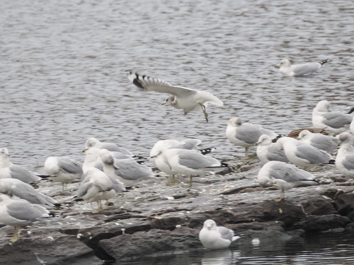 Short-billed Gull - ML629403989