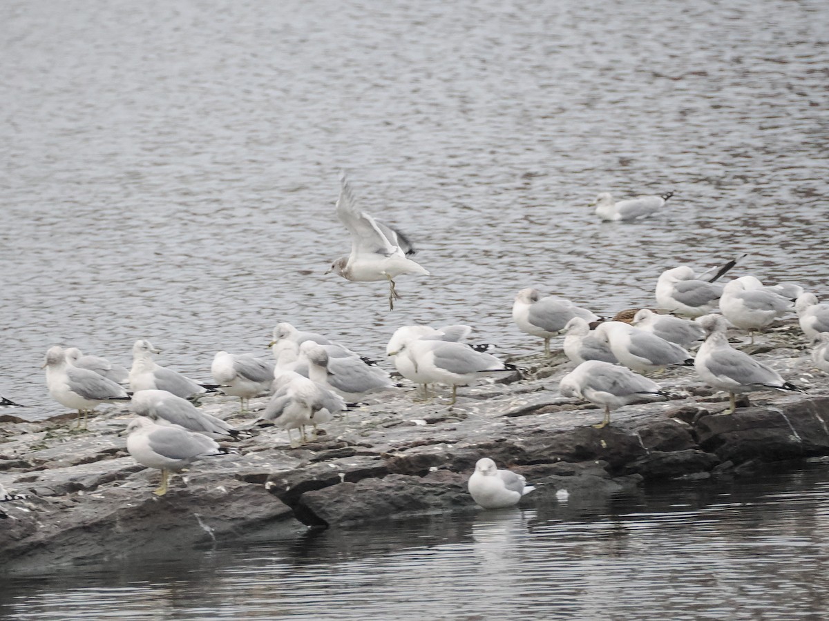 Short-billed Gull - ML629403997