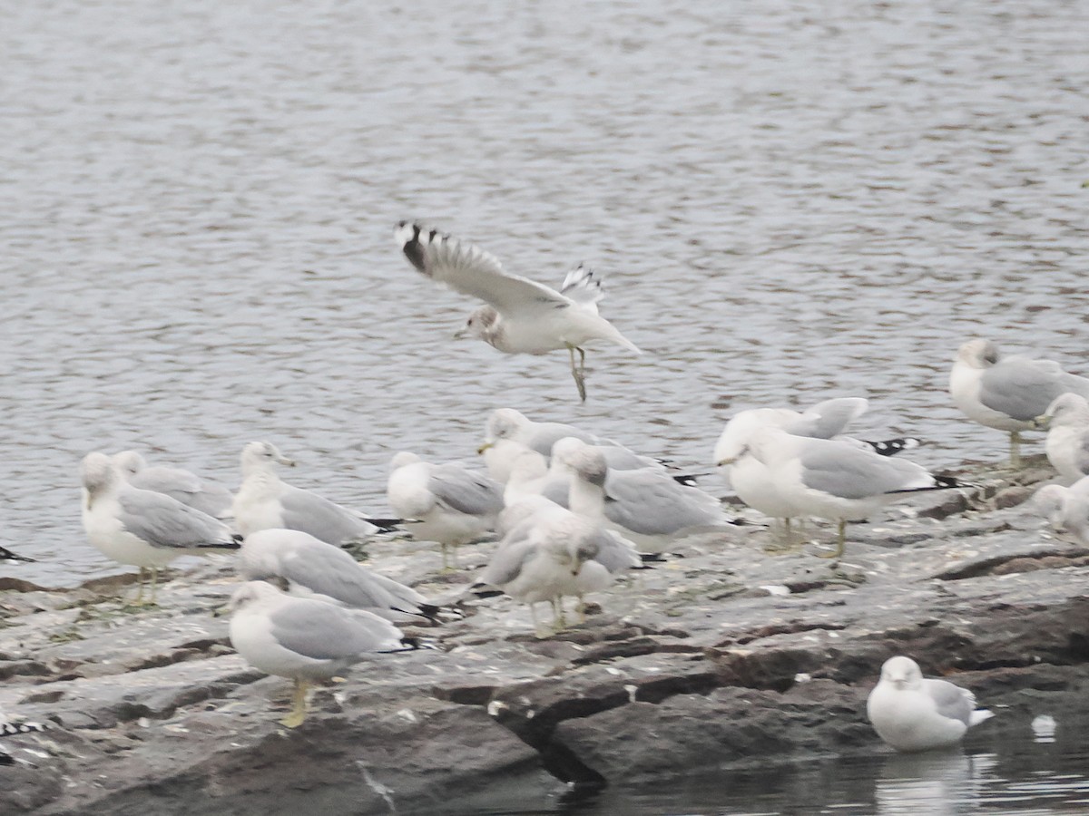 Short-billed Gull - ML629404012