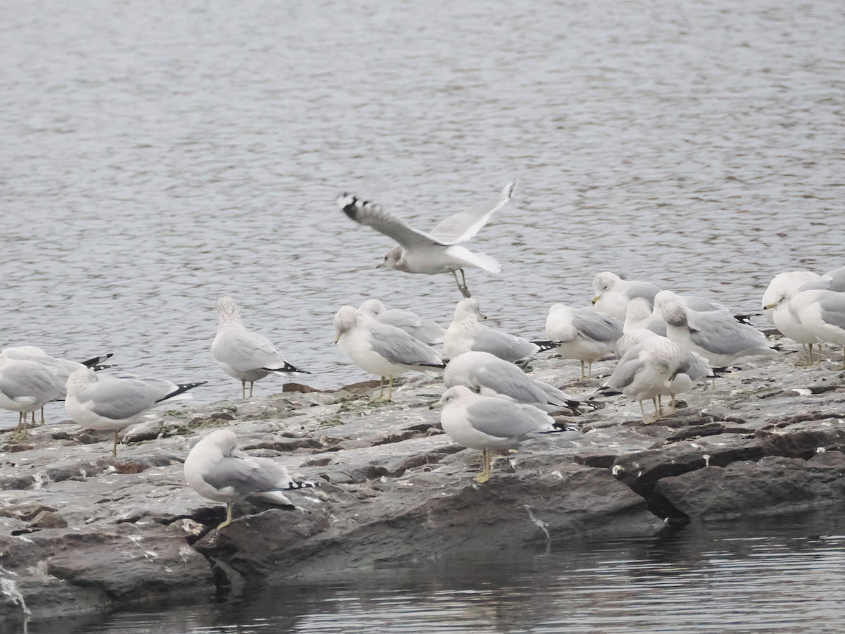 Short-billed Gull - ML629404025