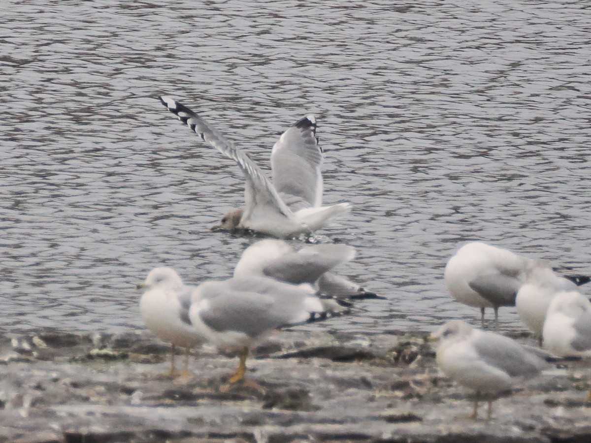 Short-billed Gull - ML629404028
