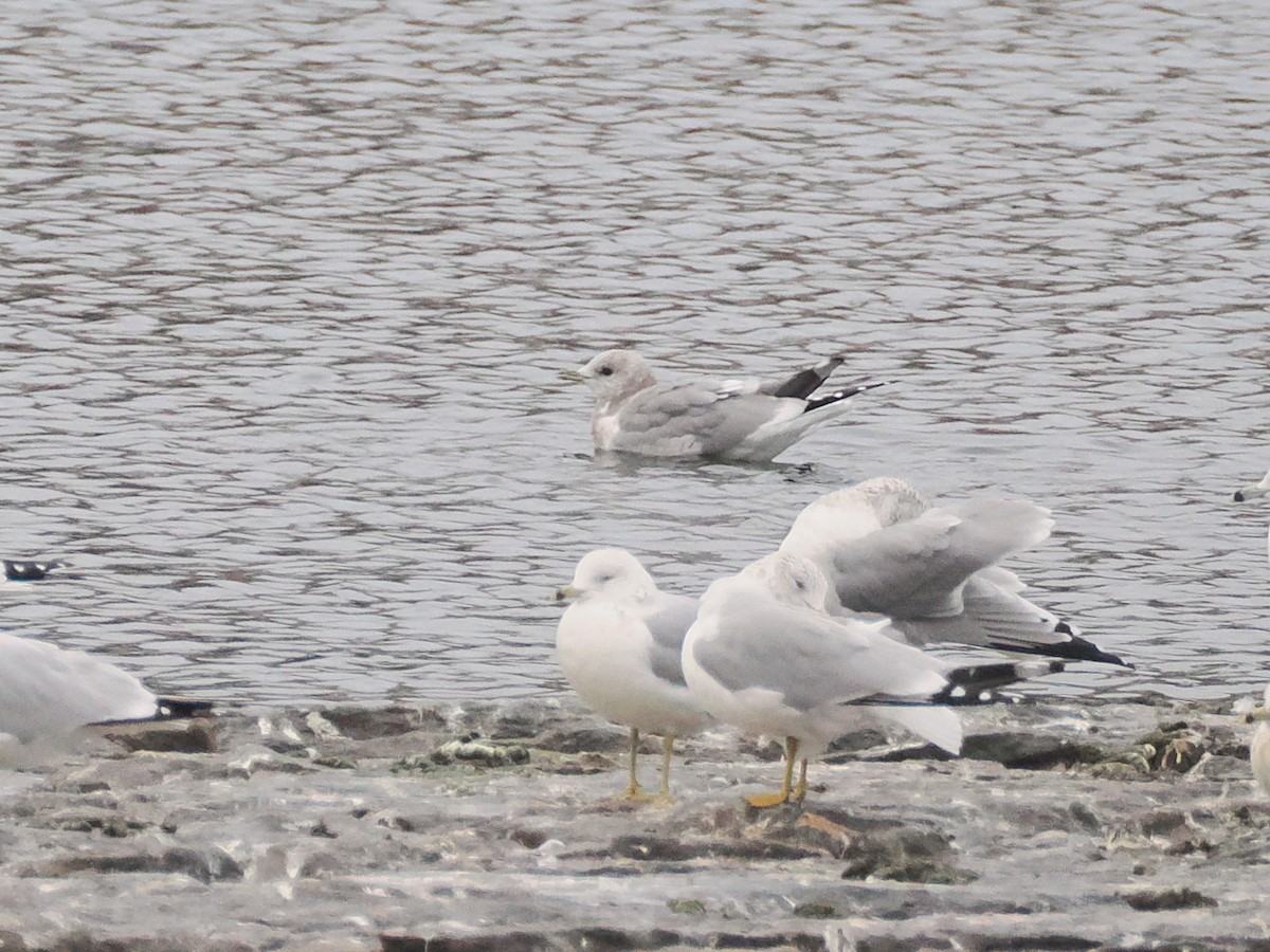 Short-billed Gull - ML629404031