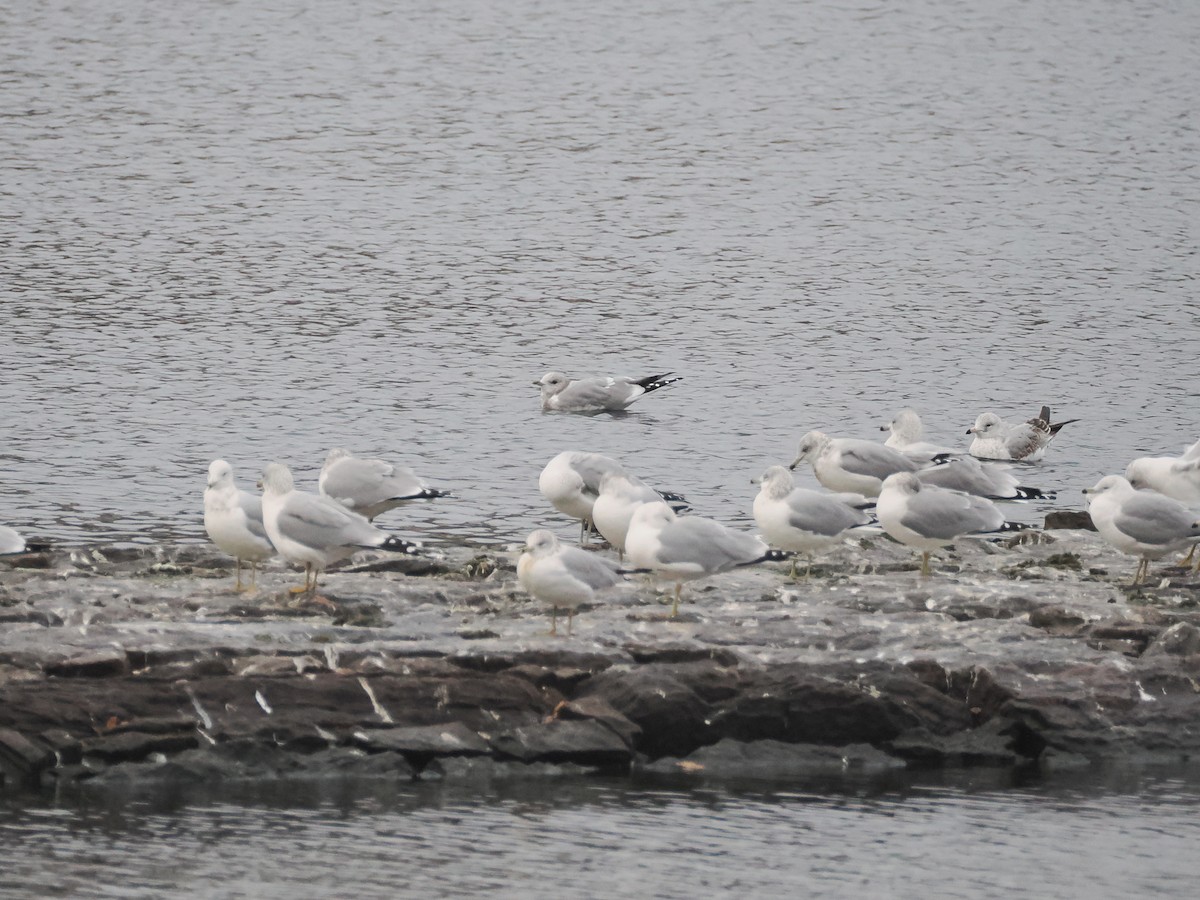 Short-billed Gull - ML629404035