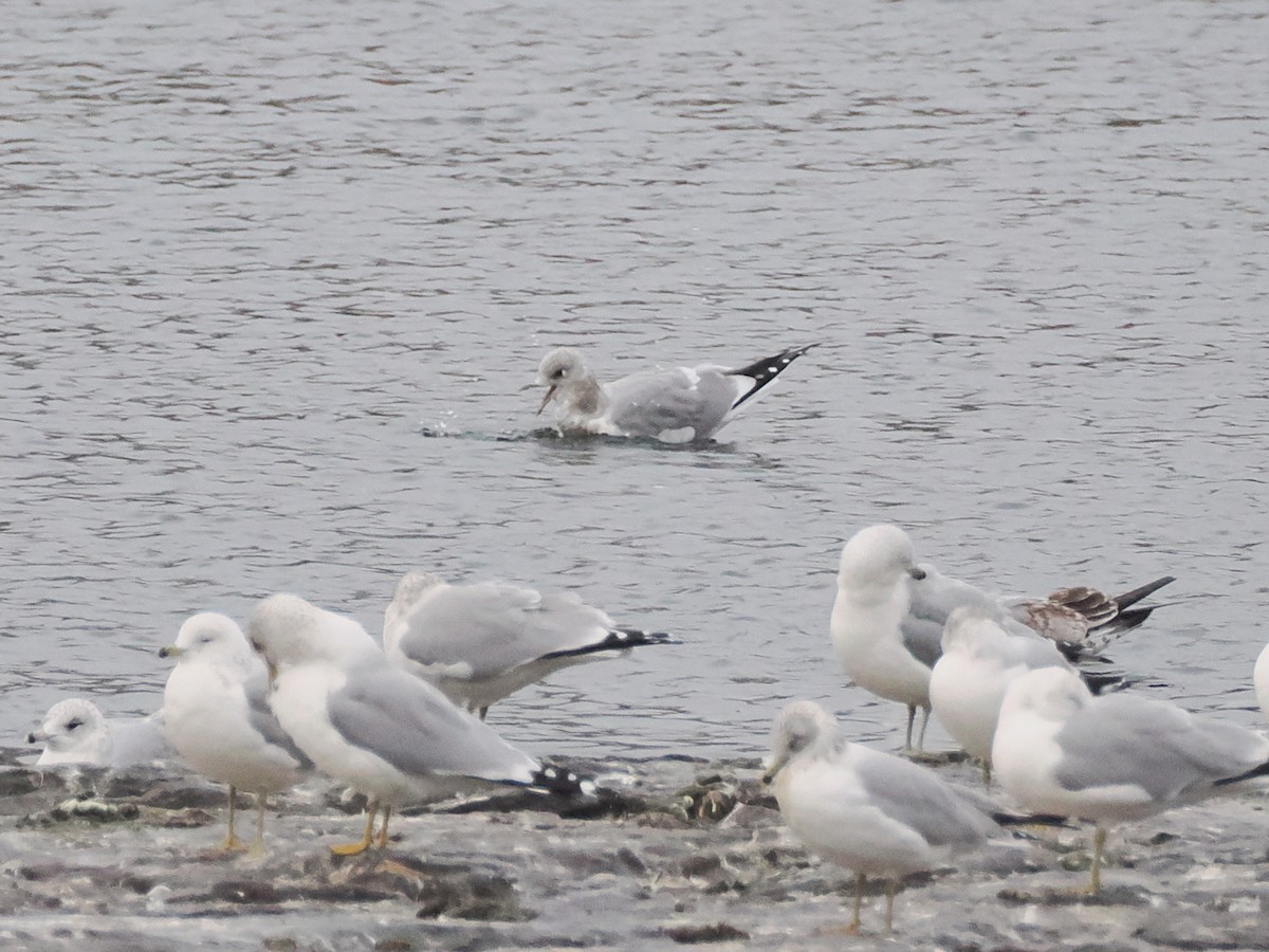 Short-billed Gull - ML629404044