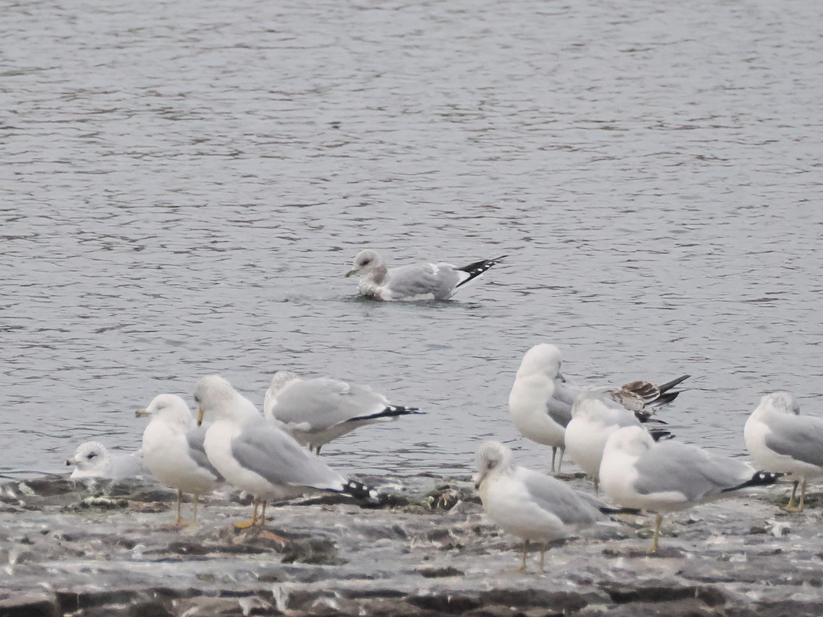 Short-billed Gull - ML629404060