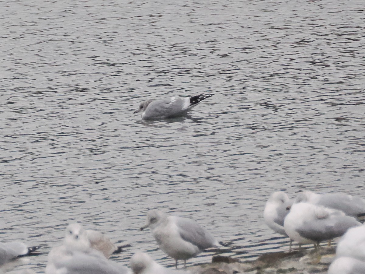 Short-billed Gull - ML629404064