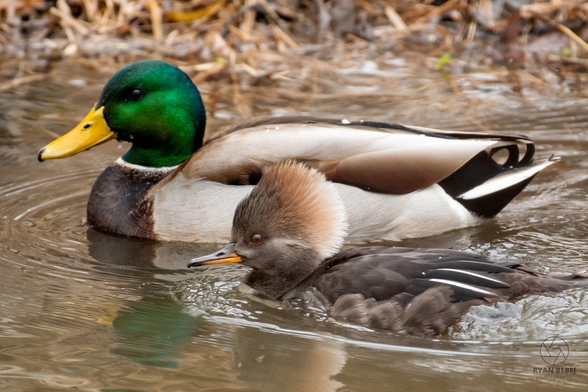 Smergo dal cappuccio - ML629404186