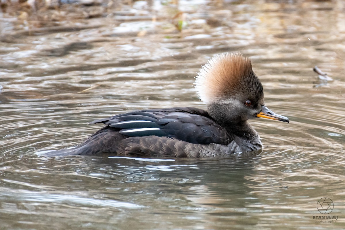 Smergo dal cappuccio - ML629404187