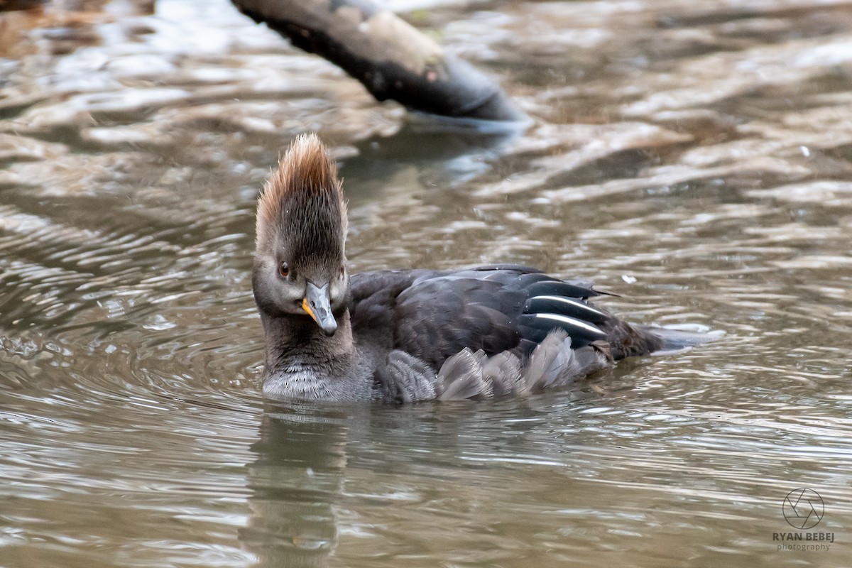 Smergo dal cappuccio - ML629404188