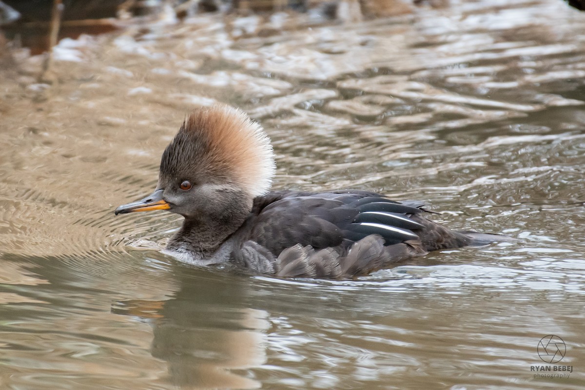 Smergo dal cappuccio - ML629404197