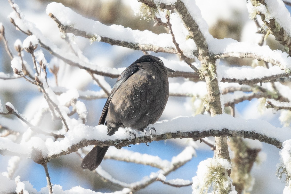 Rusty Blackbird - ML629404287