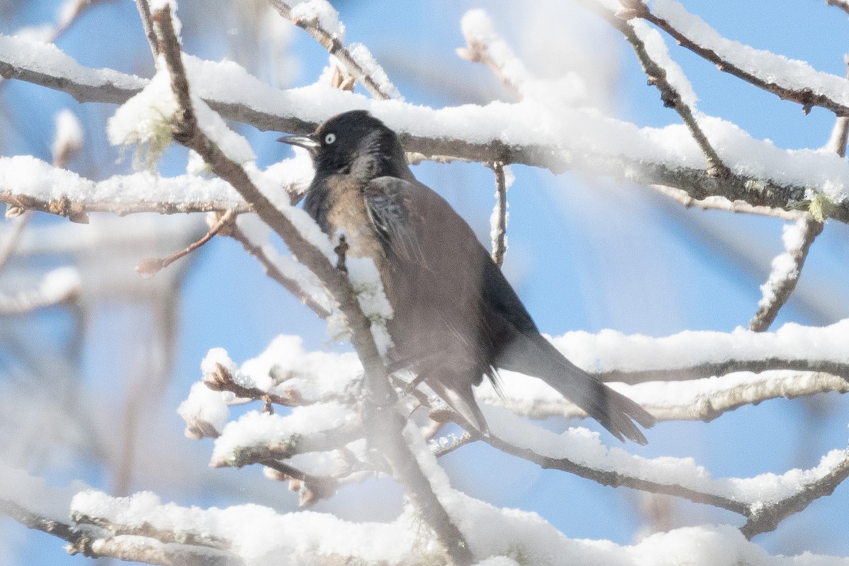 Rusty Blackbird - ML629404288