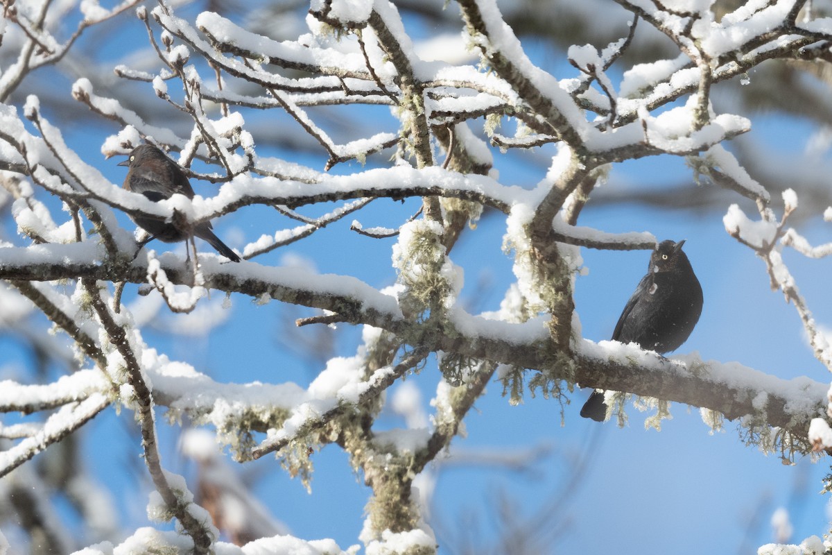 Rusty Blackbird - ML629404289