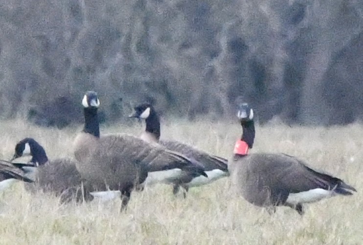 Cackling Goose (Taverner's) - ML629404295