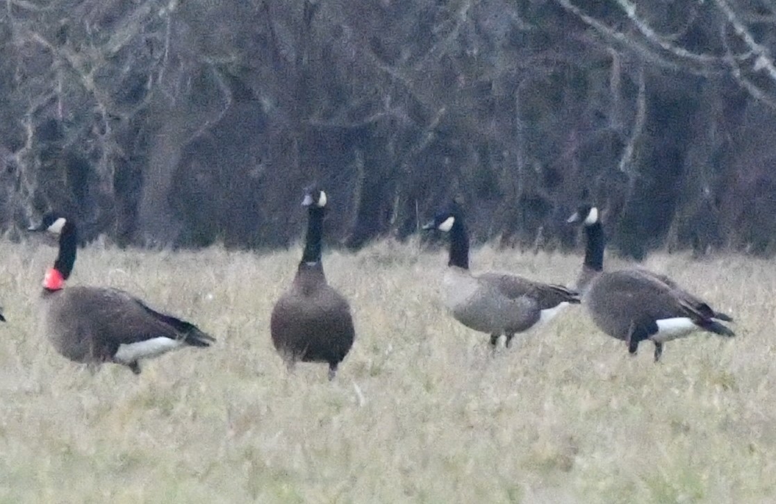Cackling Goose (Taverner's) - ML629404296