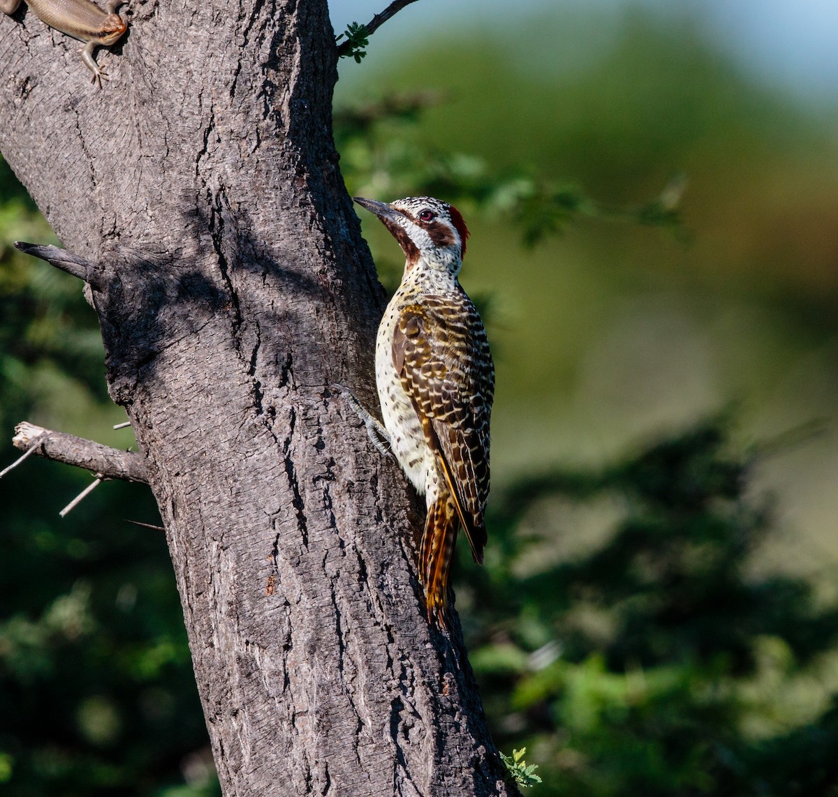 Bennett's Woodpecker (Bennett's) - ML629404406