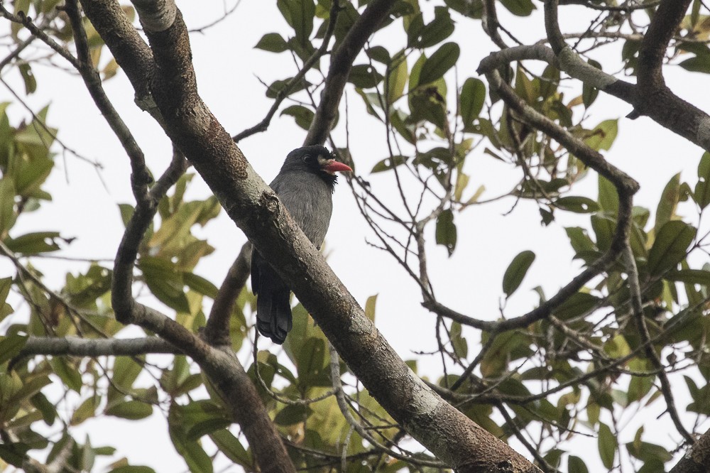 White-fronted Nunbird - ML62940441