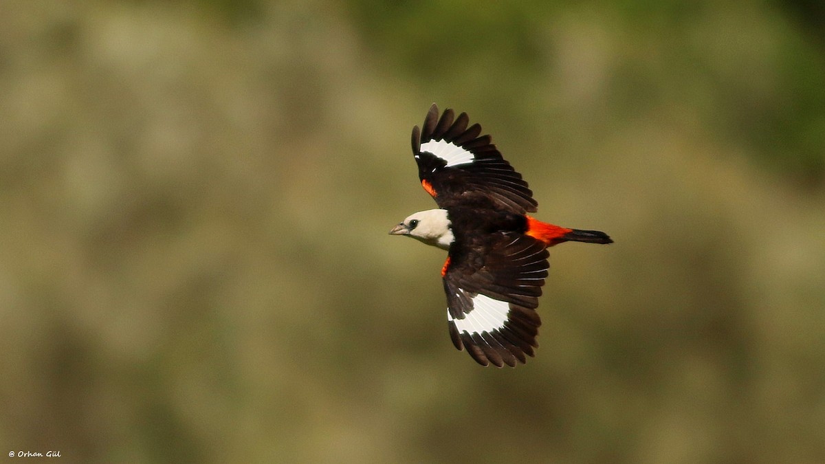 White-headed Buffalo-Weaver - ML629404650