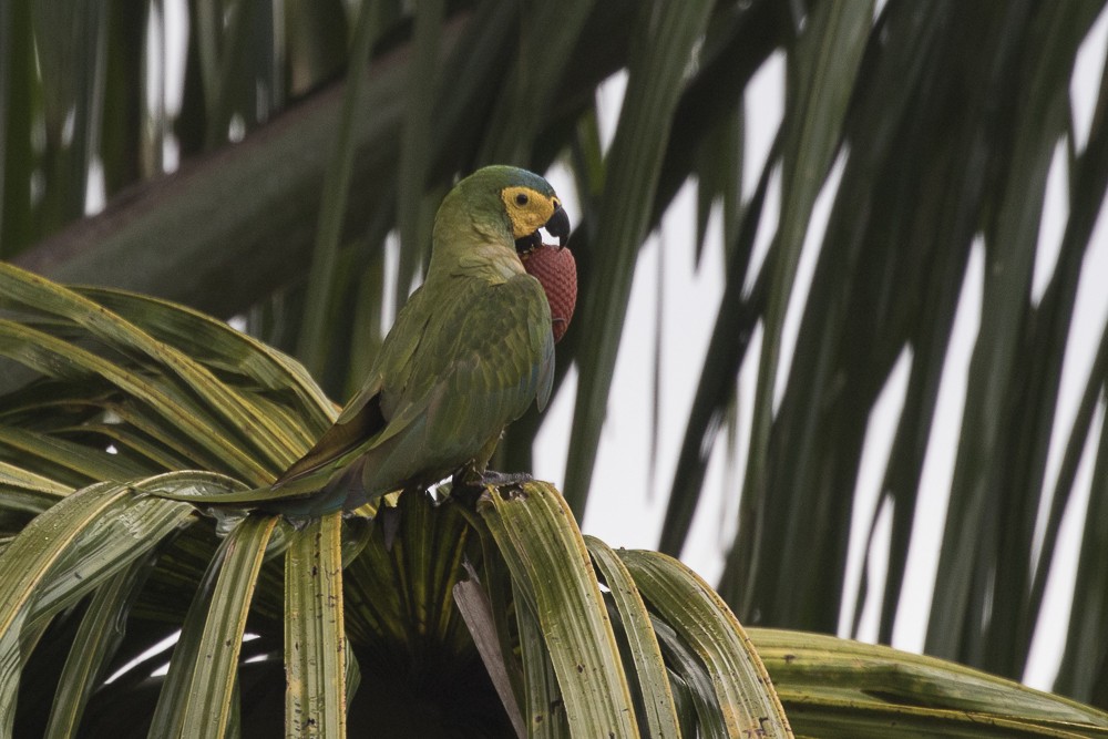 Red-bellied Macaw - ML62940471