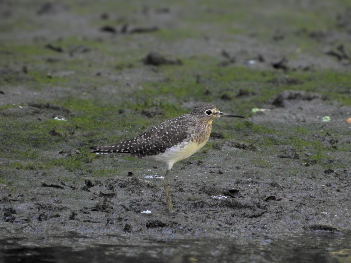 Solitary Sandpiper - ML629404814