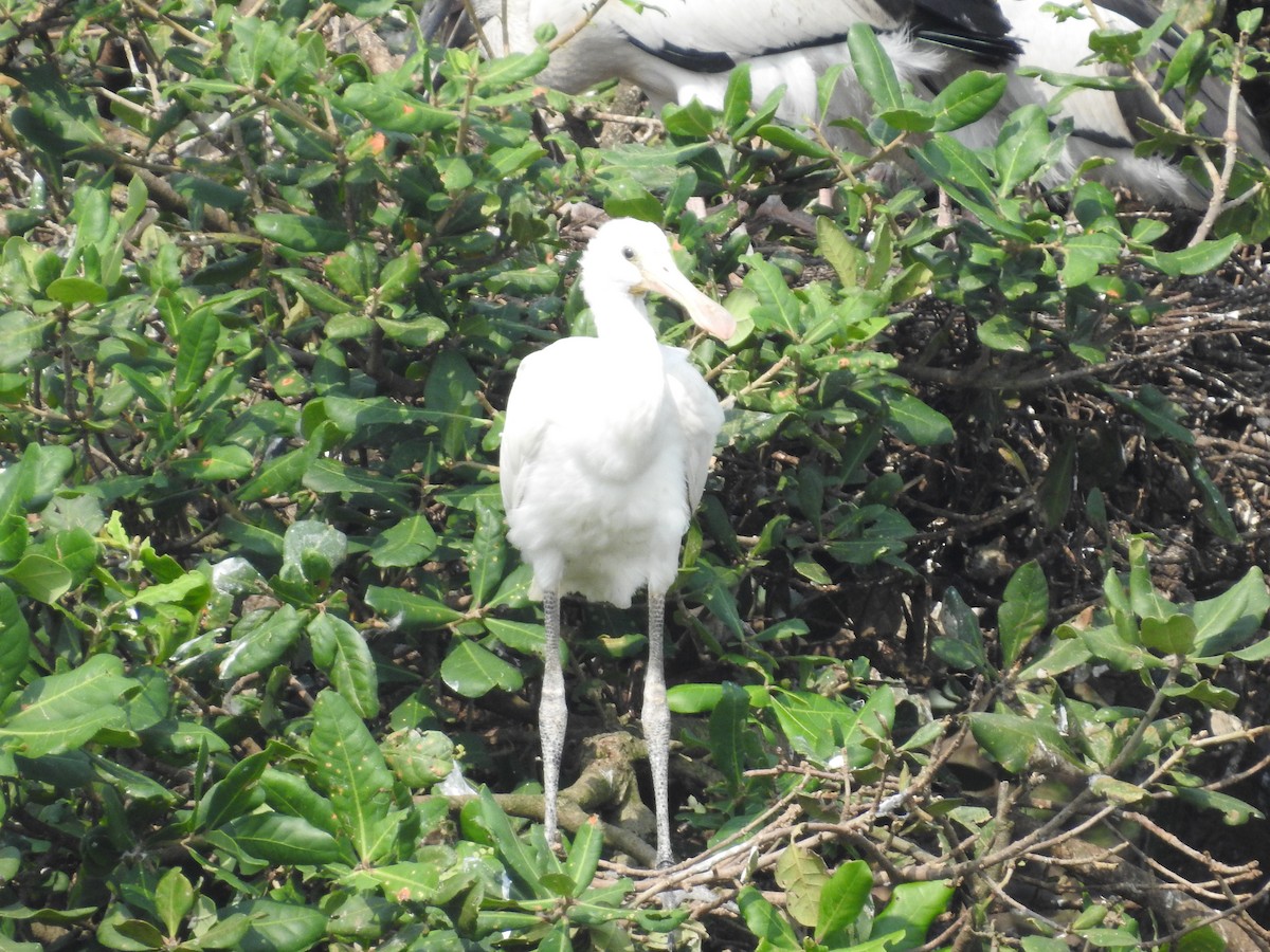 Eurasian Spoonbill - ML629404856