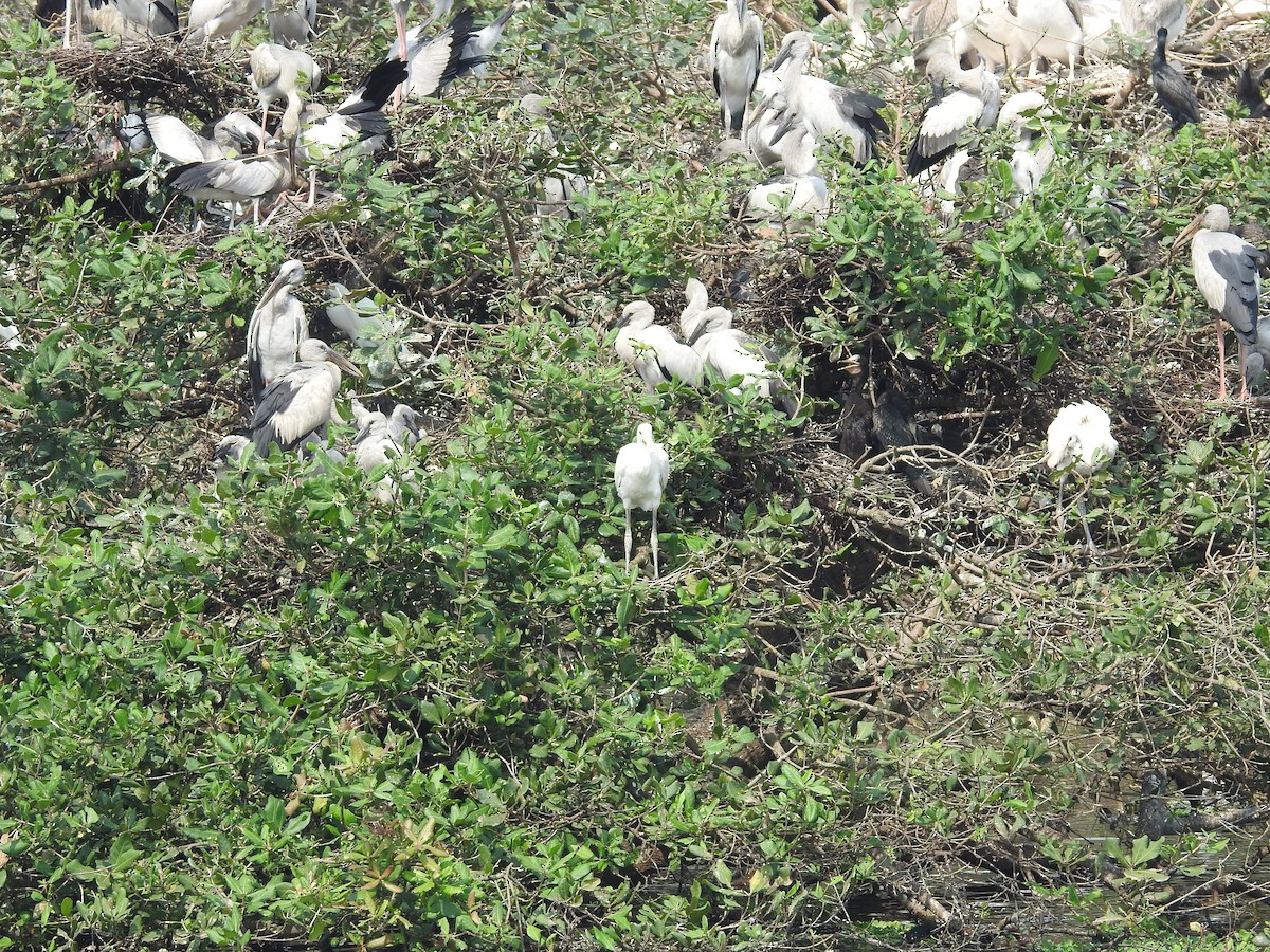 Eurasian Spoonbill - ML629404857