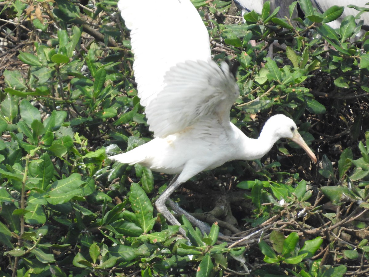 Eurasian Spoonbill - ML629404869