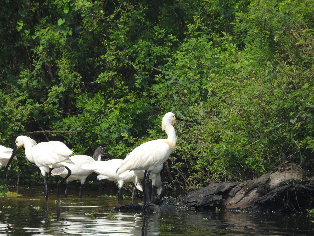 Eurasian Spoonbill - ML629404870