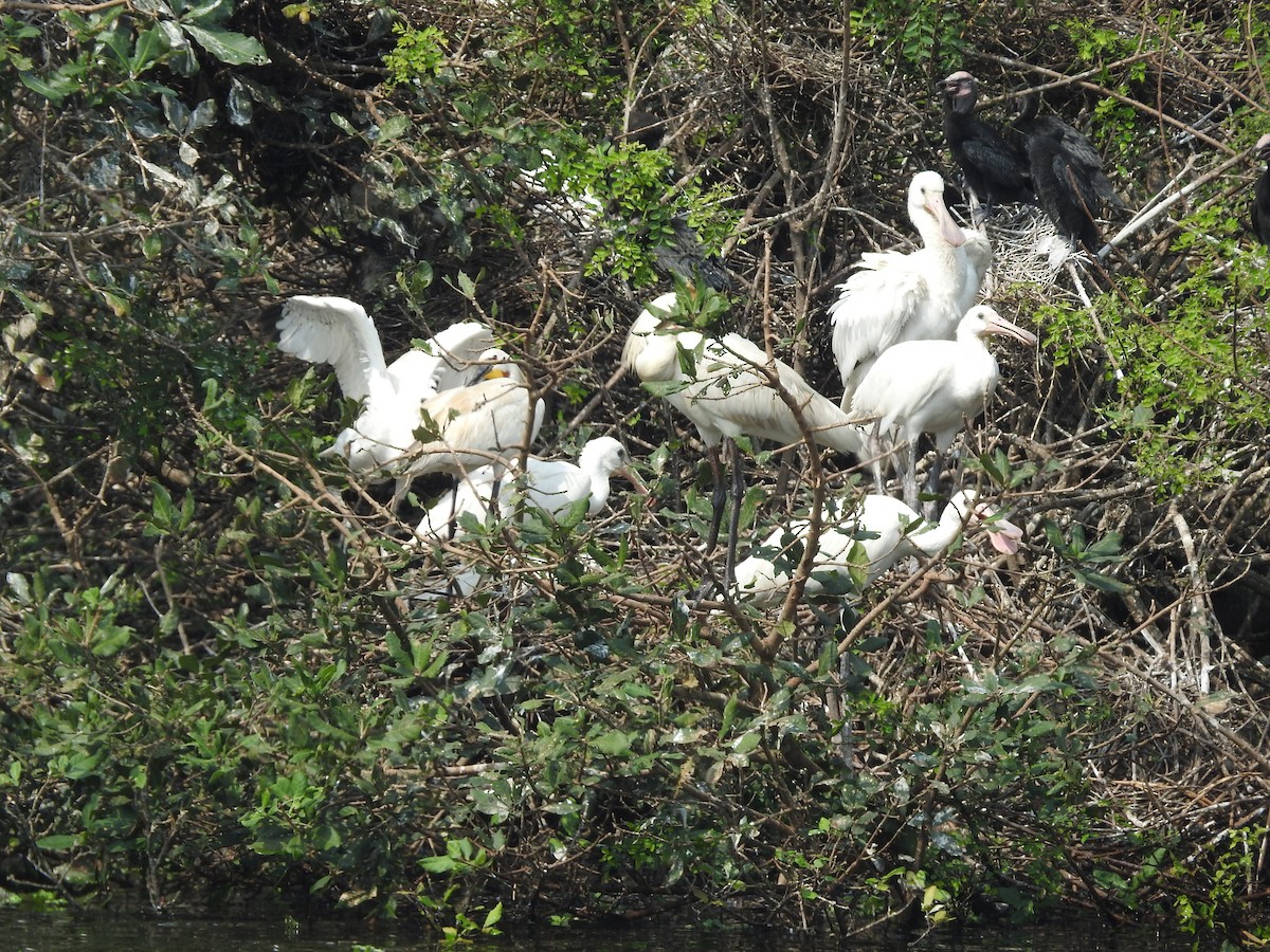 Eurasian Spoonbill - ML629404871