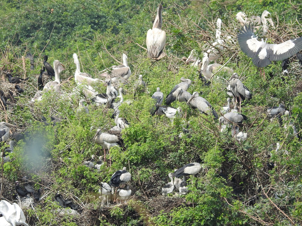 Asian Openbill - ML629404898