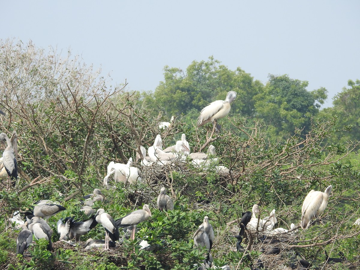 Spot-billed Pelican - ML629404912