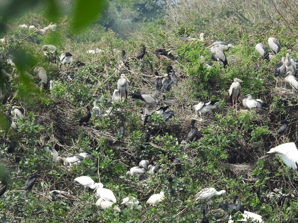 Asian Openbill - ML629404927