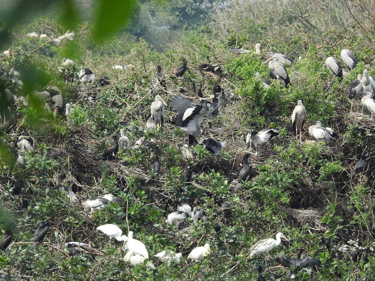 Asian Openbill - ML629404948
