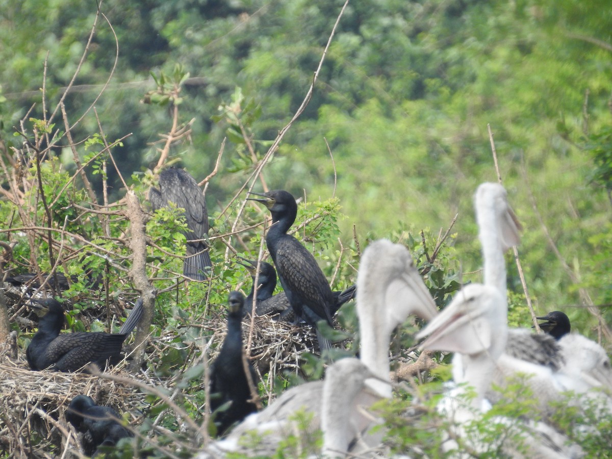 Indian Cormorant - ML629404961