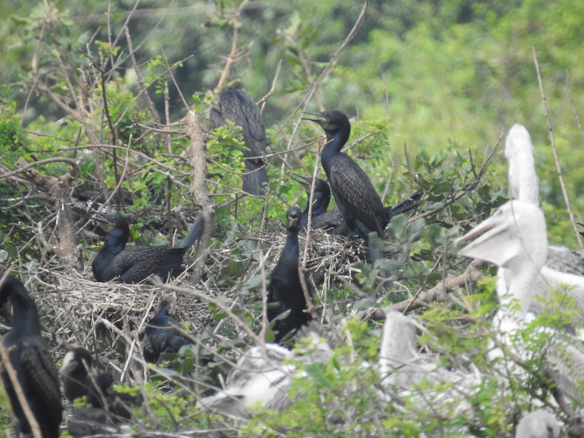 Indian Cormorant - ML629404962