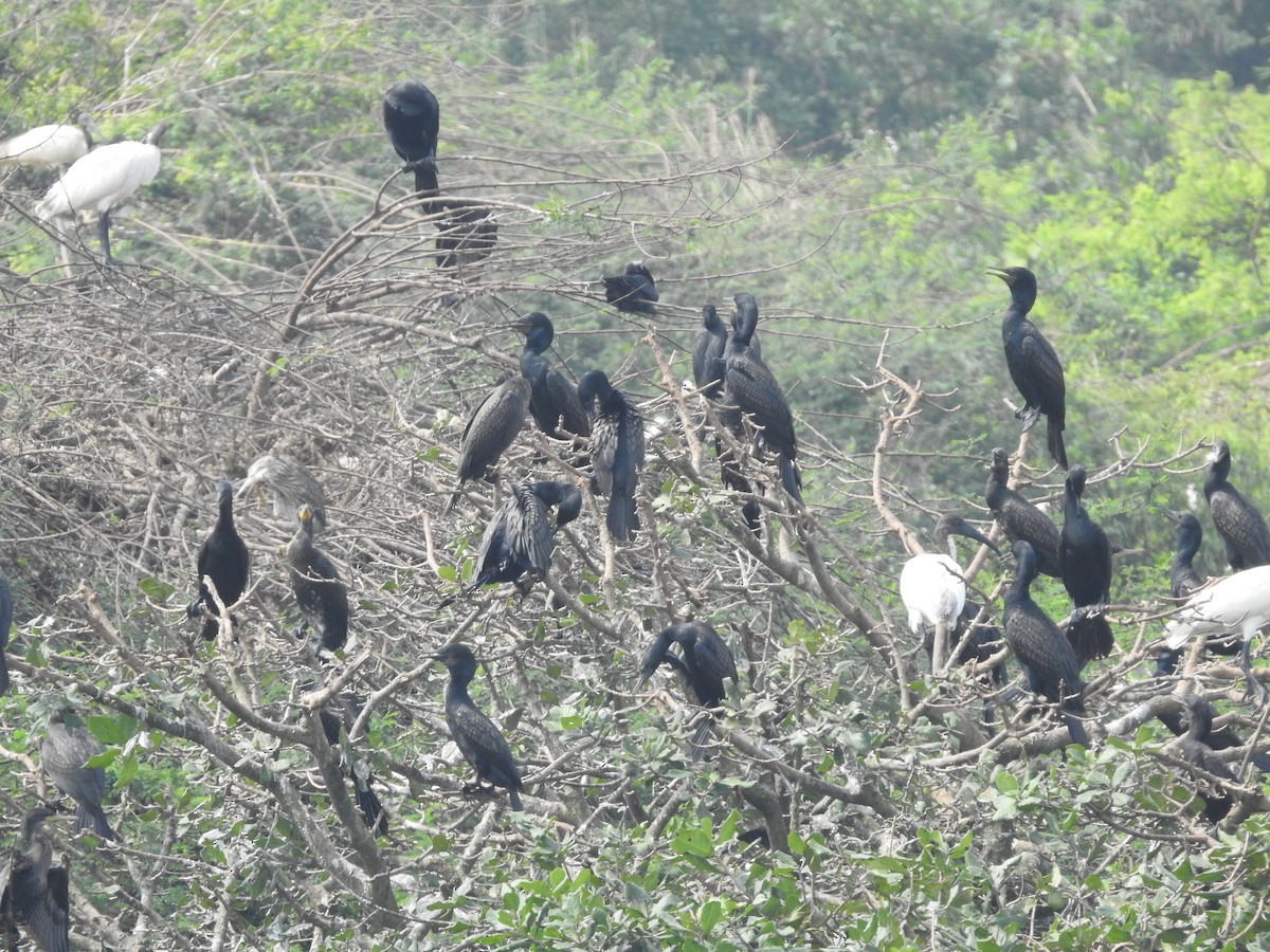 Indian Cormorant - ML629404972