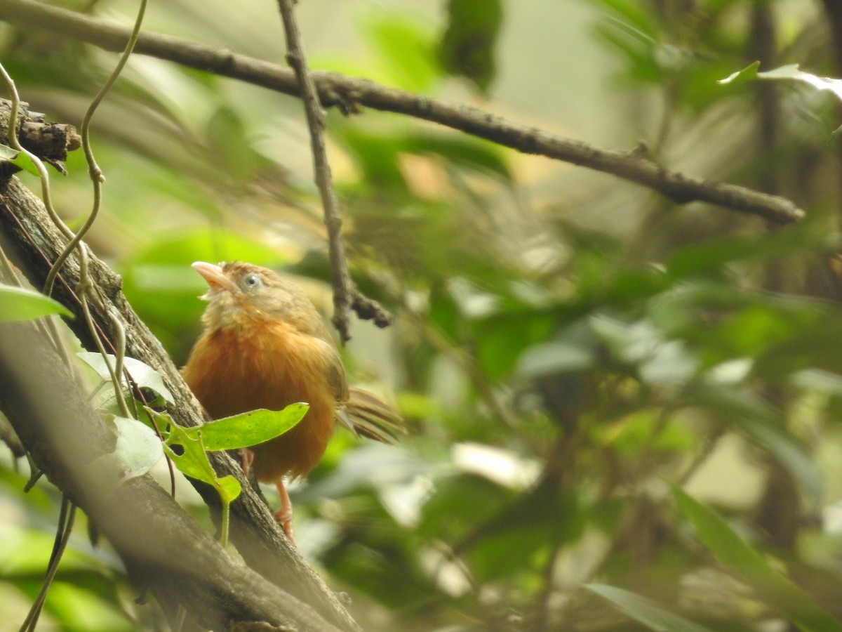 Tawny-bellied Babbler - ML629404978