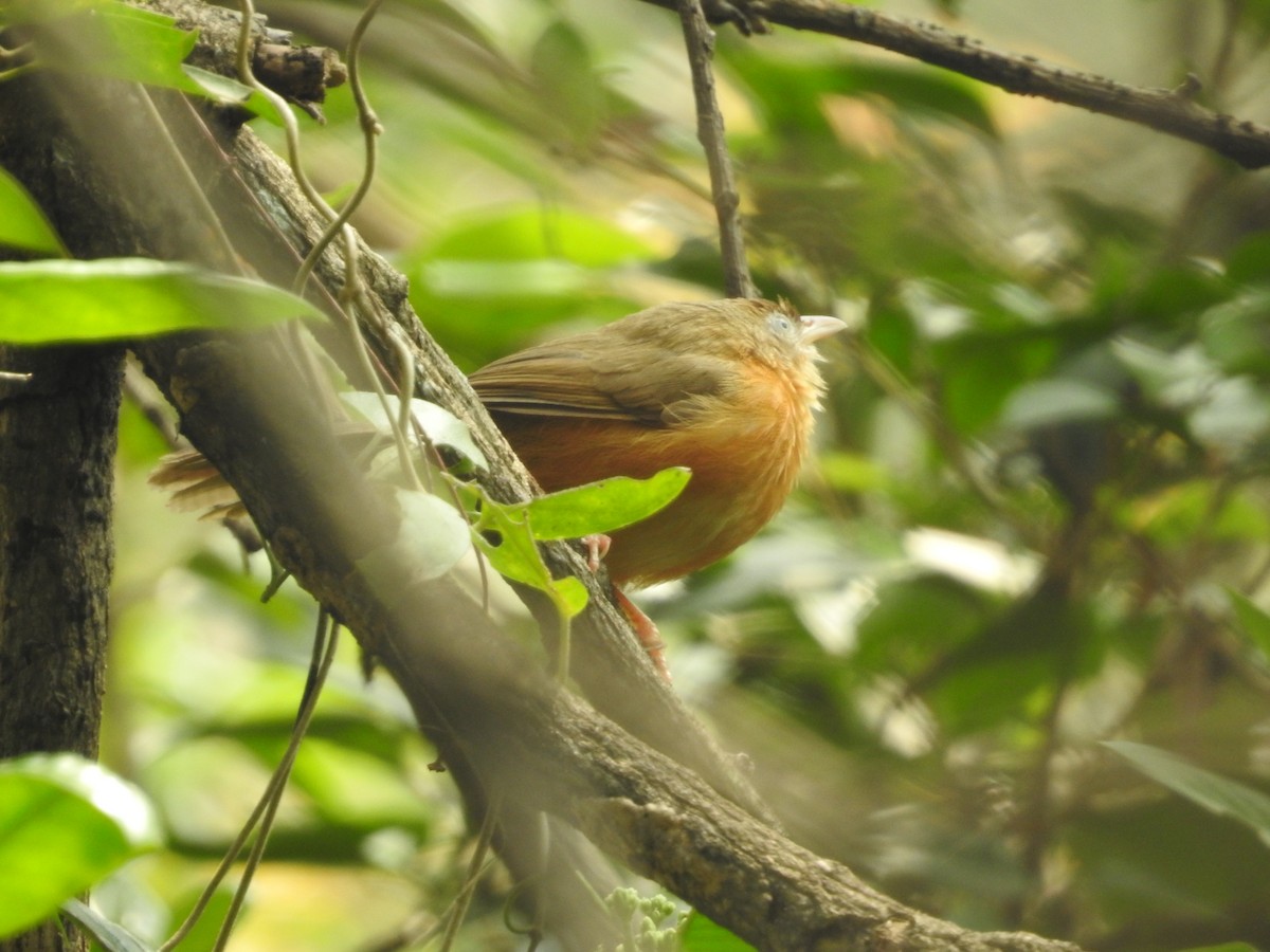 Tawny-bellied Babbler - ML629404979