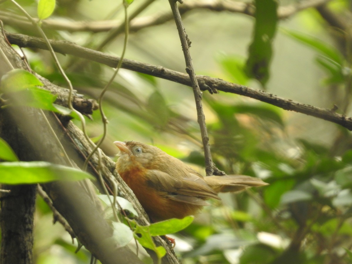 Tawny-bellied Babbler - ML629404980