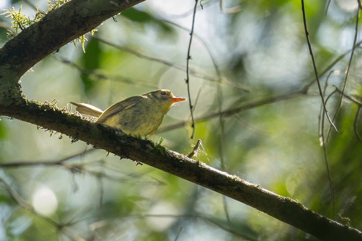 Oustalet's Tyrannulet - ML629405005