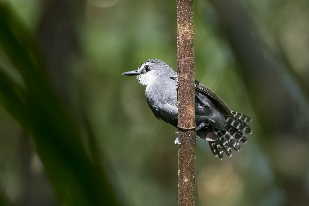 White-throated Antbird - ML62940501