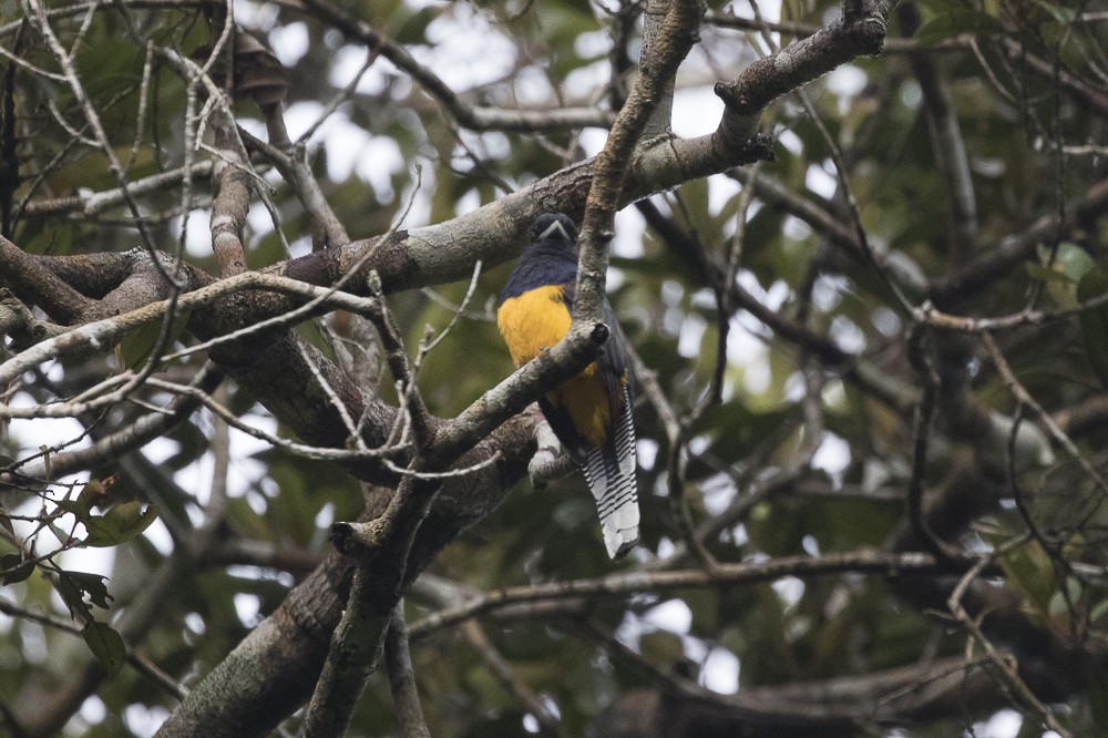 trogon amazonský - ML62940511