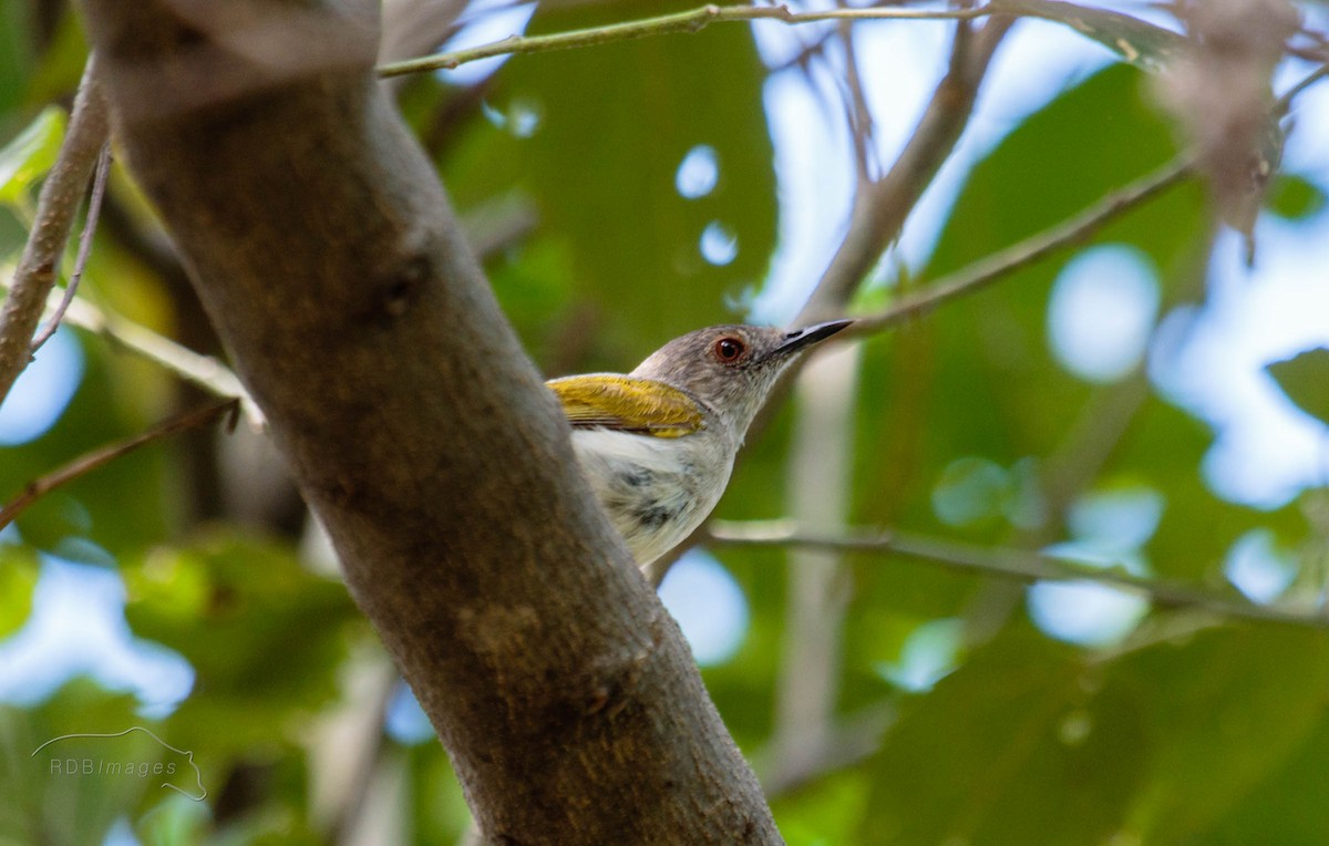 Green-backed Camaroptera - ML629405511