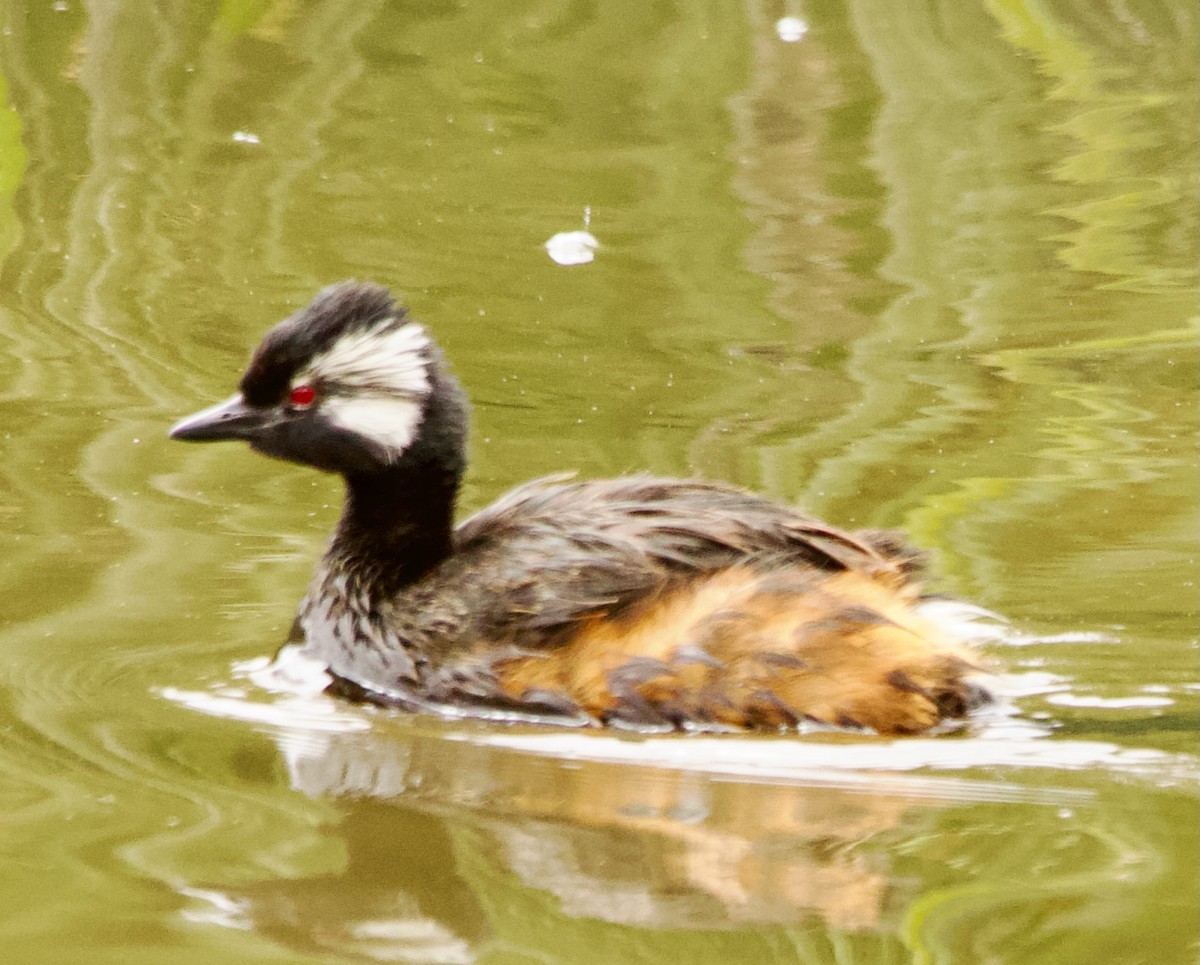 White-tufted Grebe - ML629405746