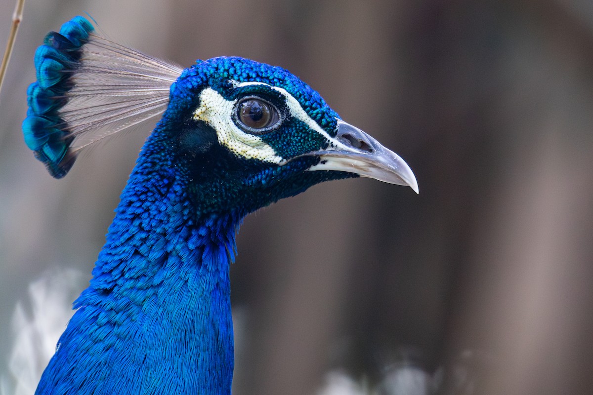 Indian Peafowl - ML629405761