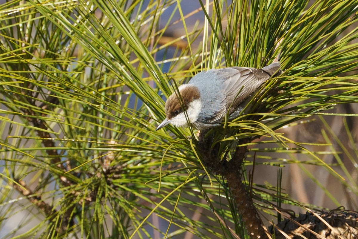 Brown-headed Nuthatch - ML629405937