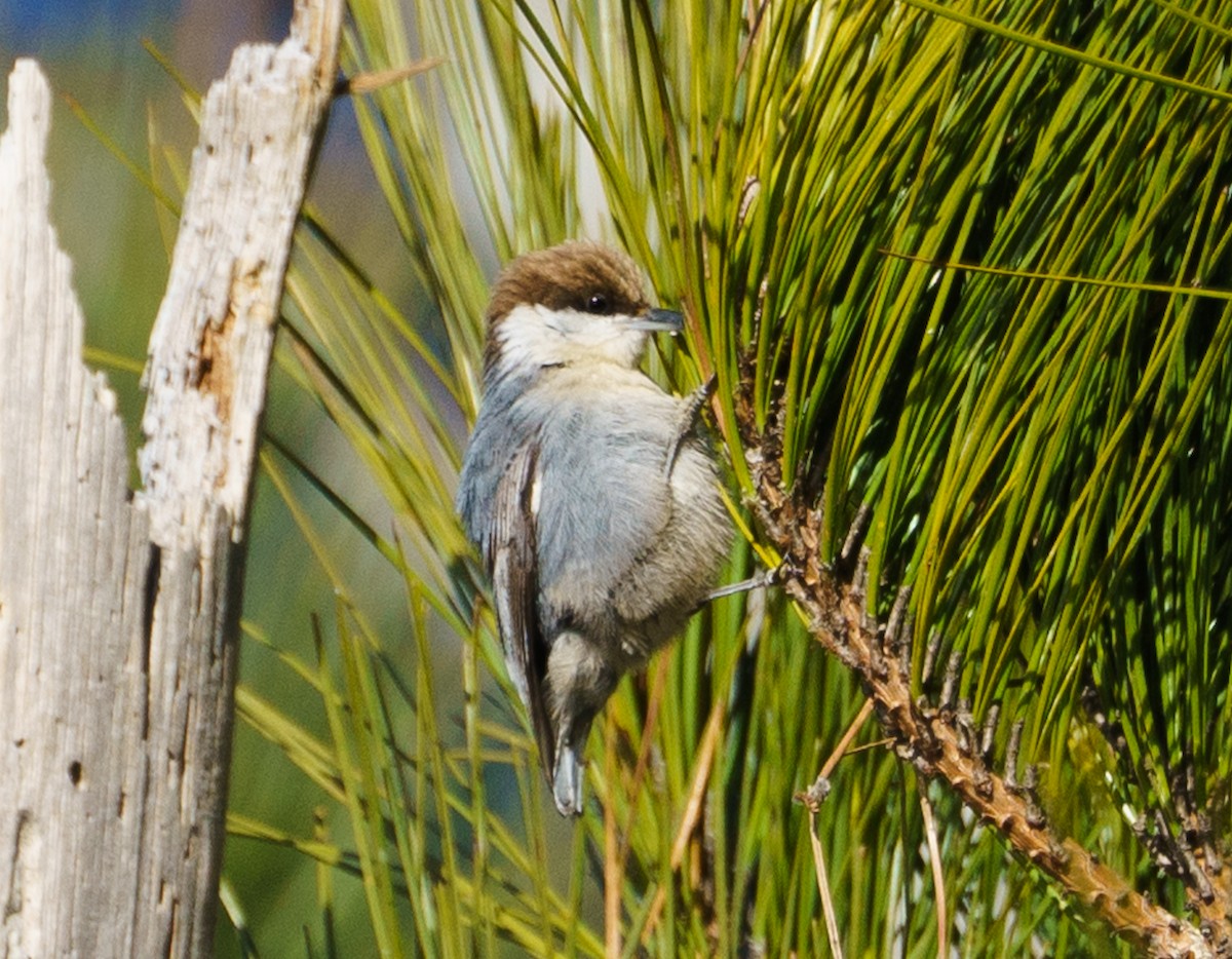 Brown-headed Nuthatch - ML629405942