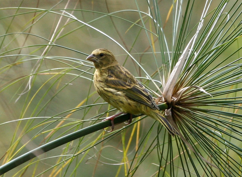 Papyrus Canary - ML629406122